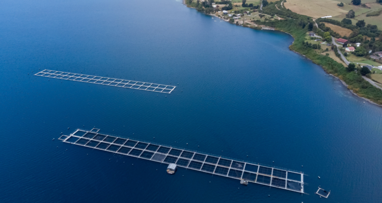 Imagen desde el aire de salmonera por industria en Los Lagos