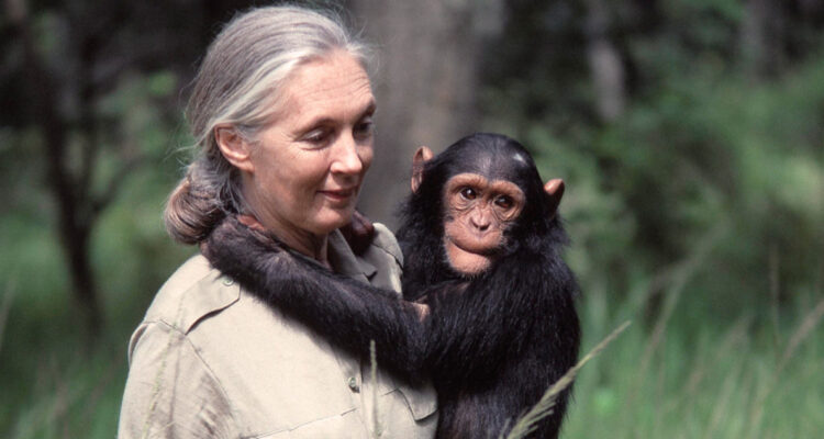 Jane Goodall en Chile y cómo salvar el planeta: “Mi mayor esperanza son los jóvenes”