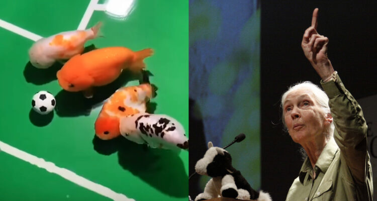 Jane Goodall respaldó teoría de los peces como seres sintientes: “Juegan al fútbol”