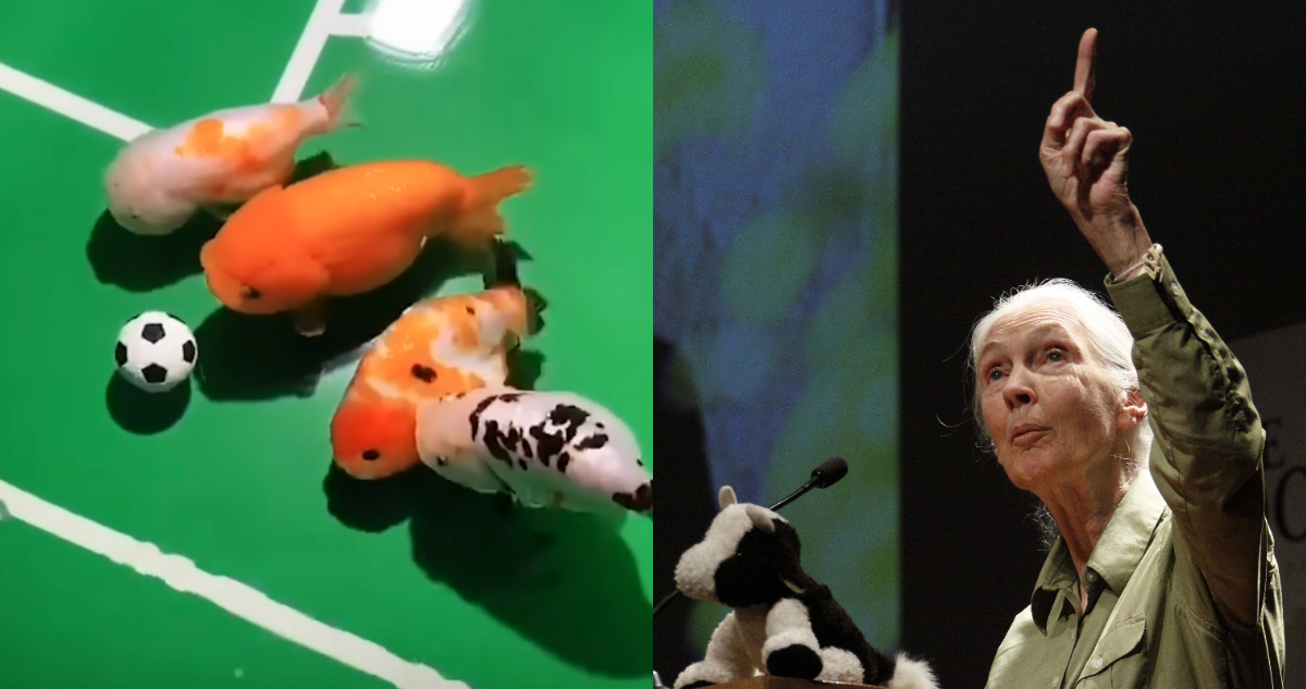 Jane Goodall respaldó teoría de los peces como seres sintientes: “Juegan al fútbol”