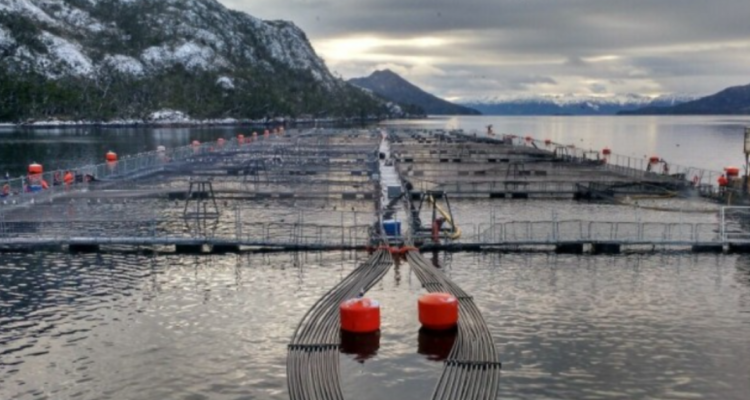 Justicia acoge recurso de Nova Austral y revierte quiebra de salmonera