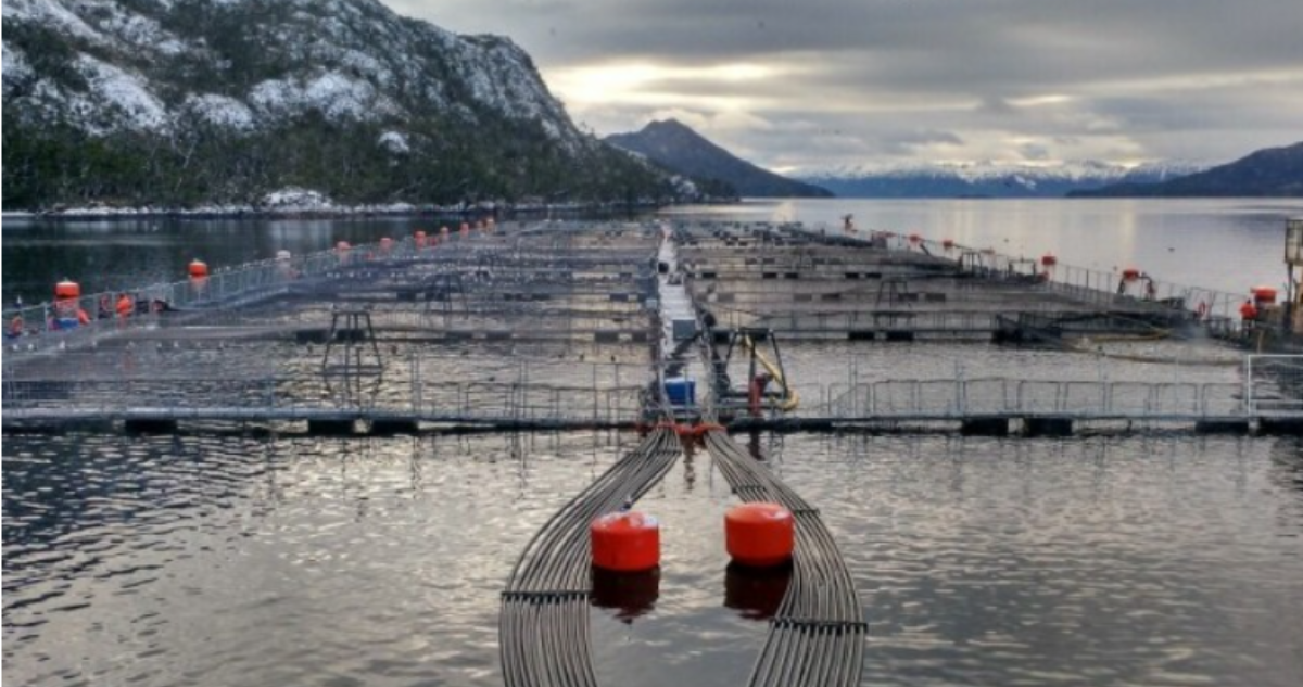 Justicia acoge recurso de Nova Austral y revierte quiebra de salmonera