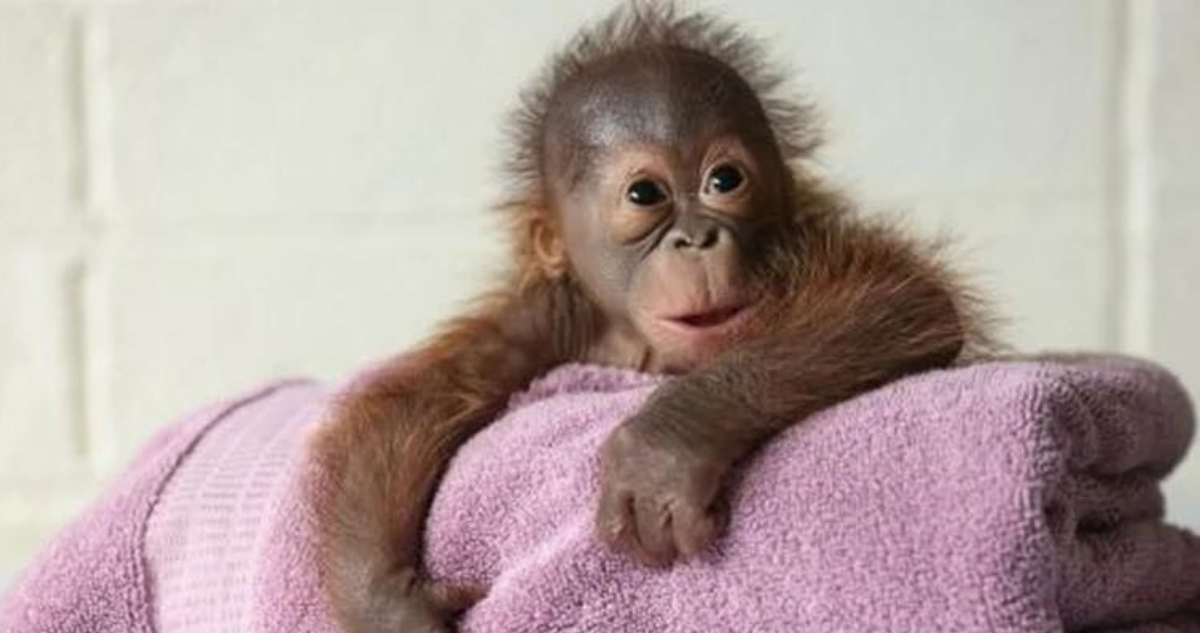 Cría de la orangután Mujur