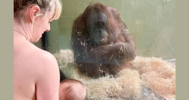 Madres enseñan a orangután a amamantar