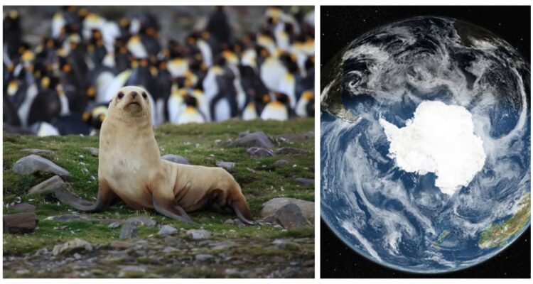 Científicos revelaron en un informe publicado en Nature Geosciences el primer mapa que muestra la vida vegetal en la Antártica.