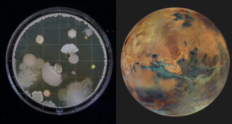 ¿Vida marciana? Los extraños seres que viven en el fondo de la Tierra y que podrían estar en Marte