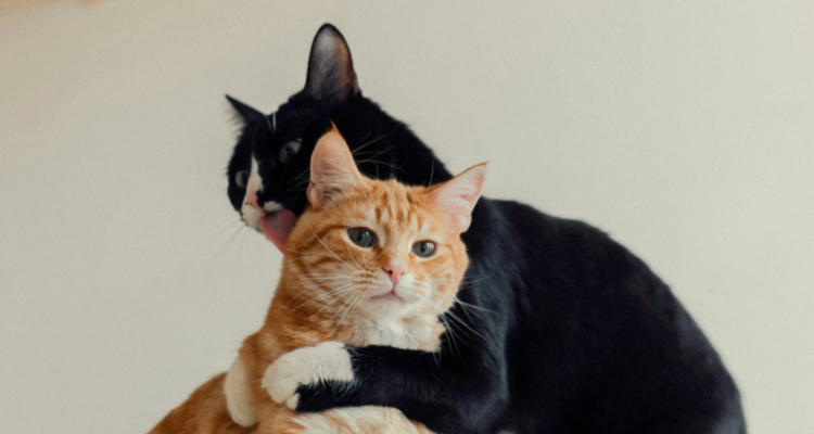 Mes de los gatos ¿Por qué el celo de los mininos aumenta en agosto y cómo ayudarlos durante esta fase?