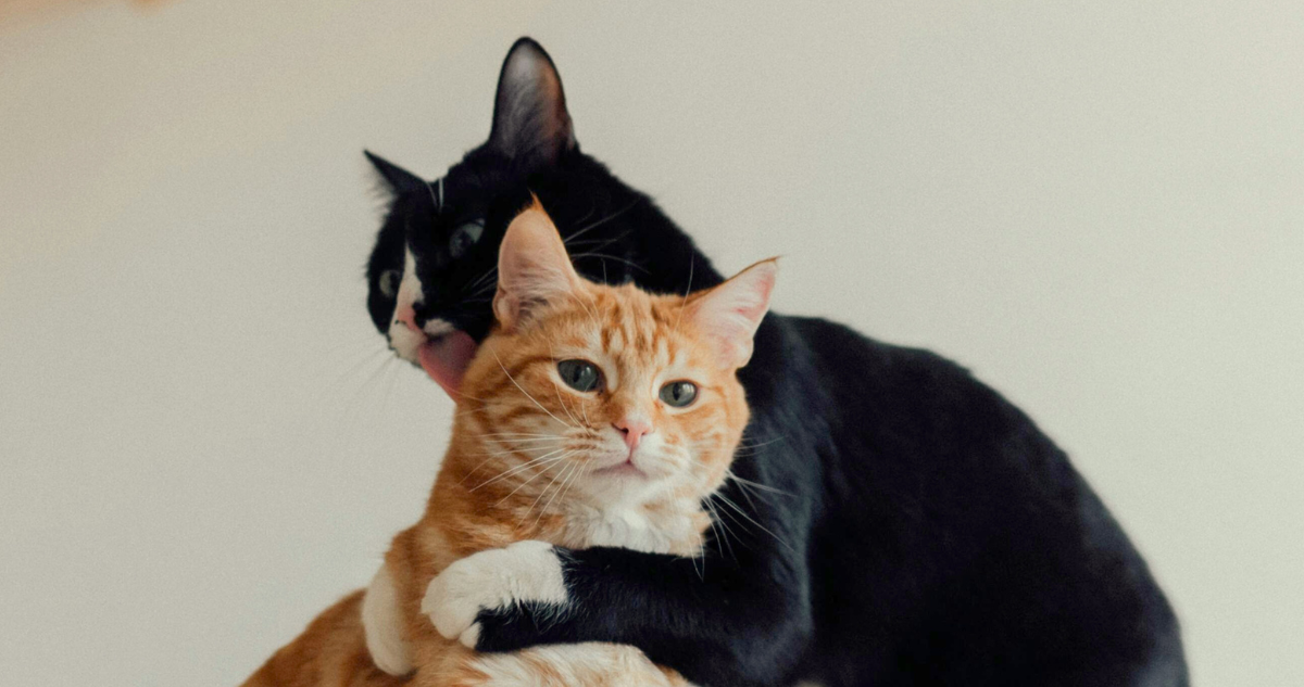 Mes de los gatos ¿Por qué el celo de los mininos aumenta en agosto y cómo ayudarlos durante esta fase?
