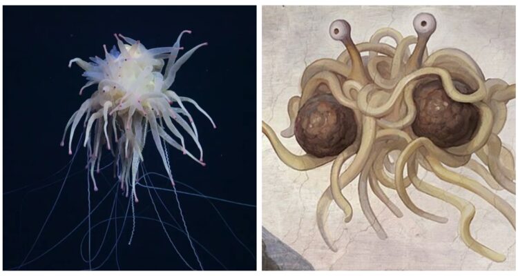 Una reciente expedición en las profundidades del Océano Pacífico frente a las costas de Chile avistó al “monstruo spaghetti volador”