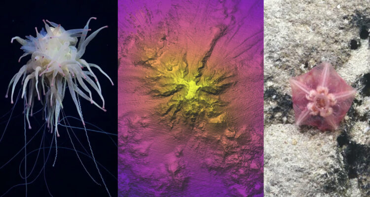 Viven extrañas criaturas: hallan montaña submarina de 3.000 metros de altura frente a costas de Chile