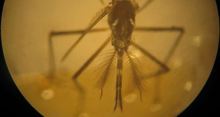 El mosquito Aedes aegypti, vector de virus como dengue y zika, utiliza el infrarrojo para detectar seres humanos y alimentarse de sangre.