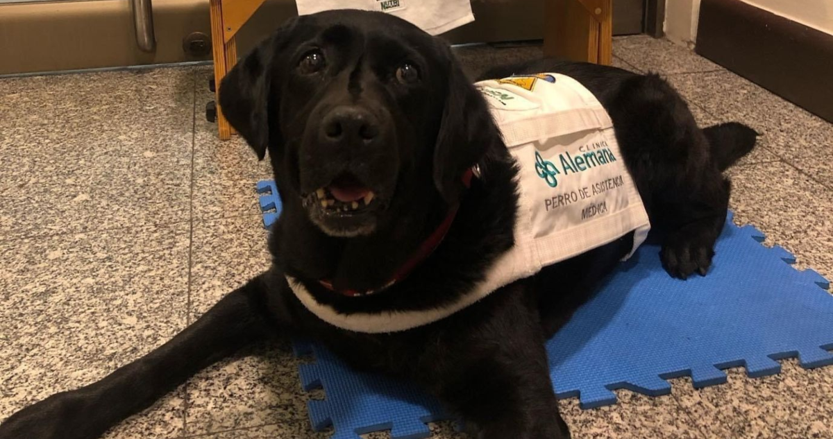 Clínica Alemana confirma la muerte de “dogtora” que apoyaba en el proceso terapéutico de pacientes