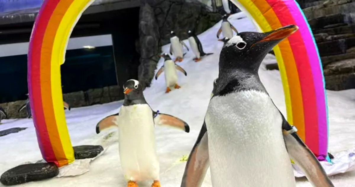 muere-sphen-el-famoso-pinguino-gay-australiano-que-incubo-una-cria-ajena