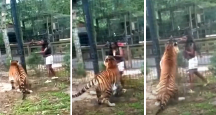 VIDEO | Mujer ingresa a recinto de tigre en zoológico de EE.UU y por poco recibe un zarpazo