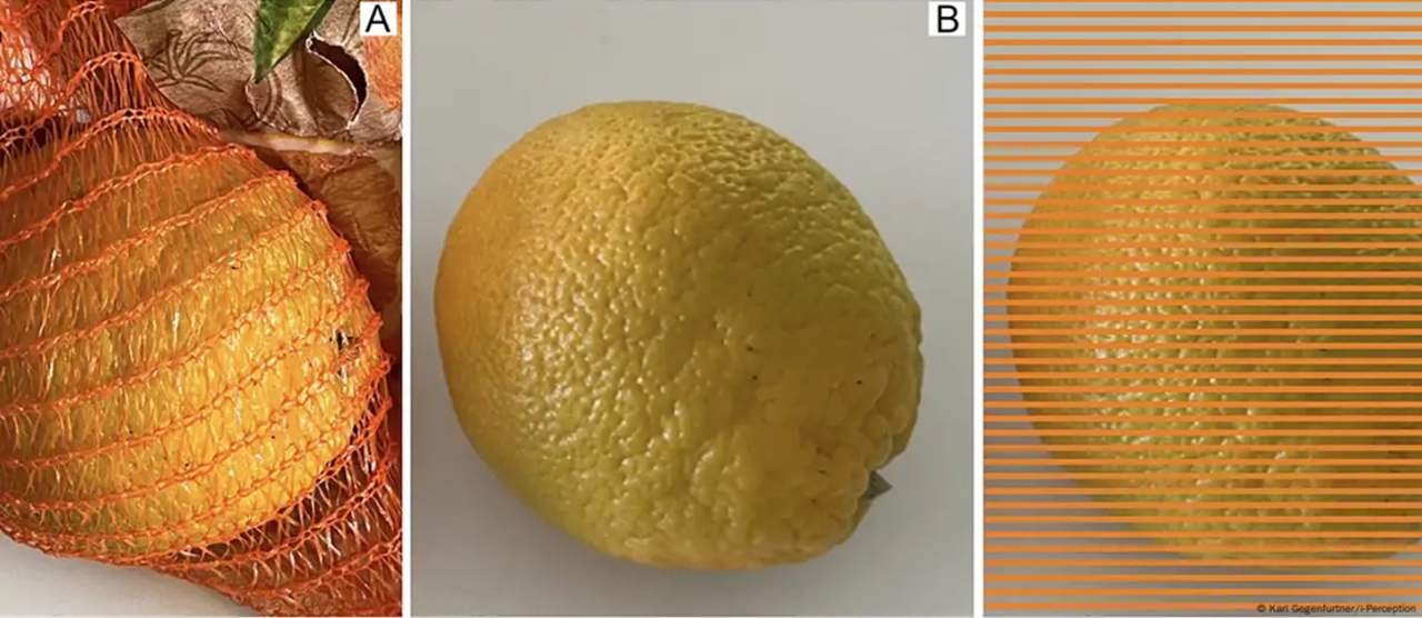 Una imagen que destaca las engañosas naranjas de Gegenfurtner: Naranja verde inmadura (A) dentro de la red naranja, (B) en vista aislada, y (C) con una "red Munker".