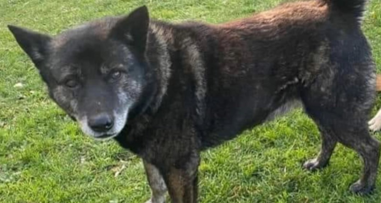 Municipio de Ancud se querellará por la muerte de Lobito, perro comunitario asesinado a hachazos