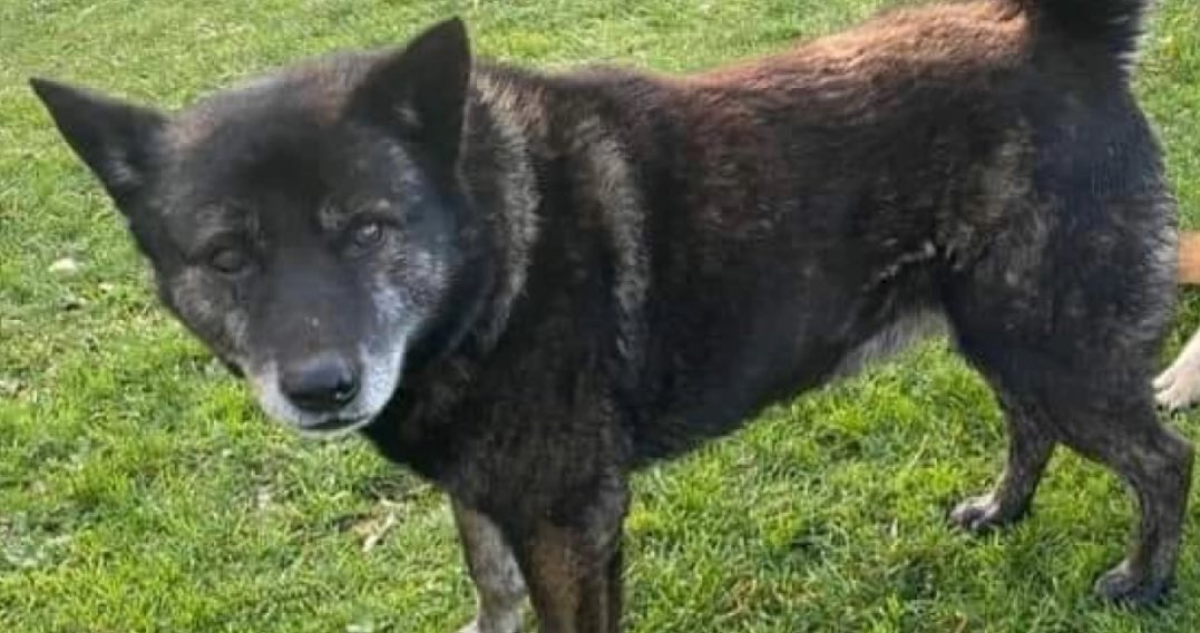 Municipio de Ancud se querellará por la muerte de Lobito, perro comunitario asesinado a hachazos