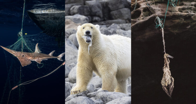 Imágenes que muestran como se están destruyendo los océanos