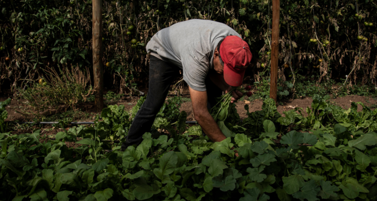Agricultor por cierre de la oficina de la Seremi de Agricultura en Osorno