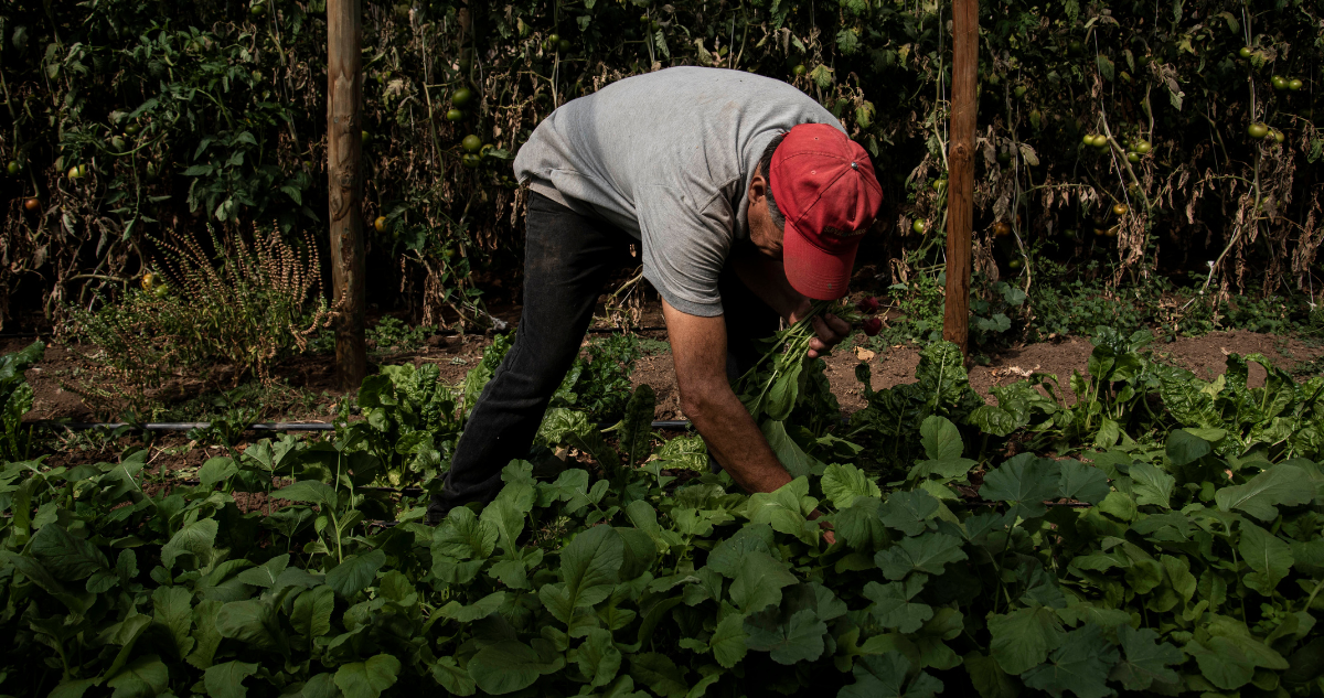 Agricultor por cierre de la oficina de la Seremi de Agricultura en Osorno