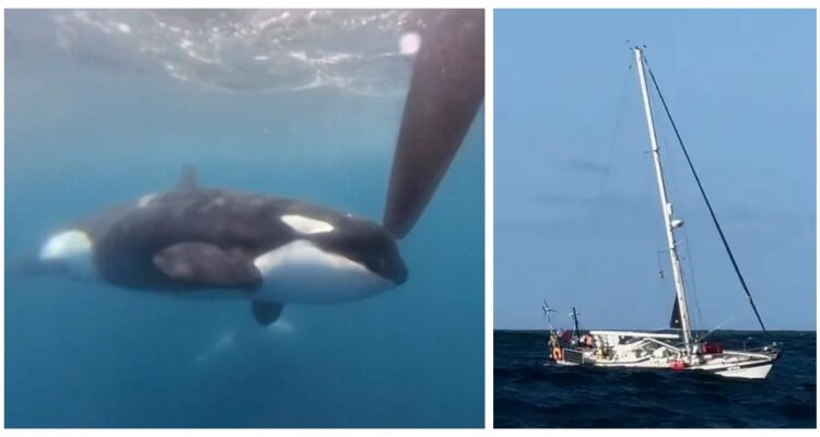 En el Mar Mediterráneo, las orcas han vuelto a la carga atacando un barco frente a las costas de España, destruyendo el timón del velero.