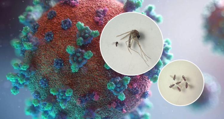 Preocupación en Latinoamérica: muertes confirmadas por brote de virus Oropouche generan alerta