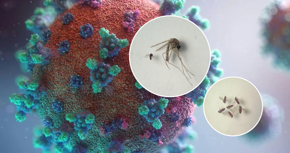 Preocupación en Latinoamérica: muertes confirmadas por brote de virus Oropouche generan alerta