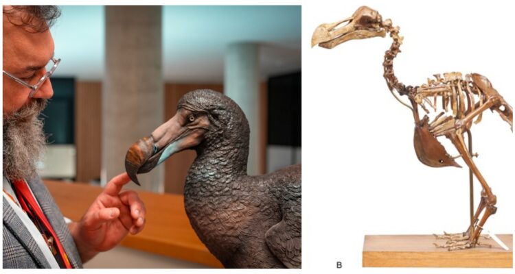 Un nuevo estudio reveló que los famosos pájaros dodos era en realidad veloz y fuerte, desmintiendo su imagen de ave débil y torpe.