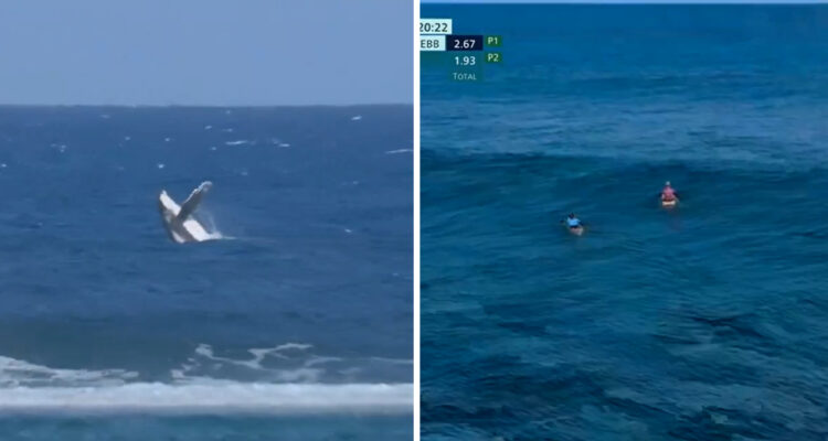 Ballena irrumpió en finales del Surf de París 2024 en Tahití.