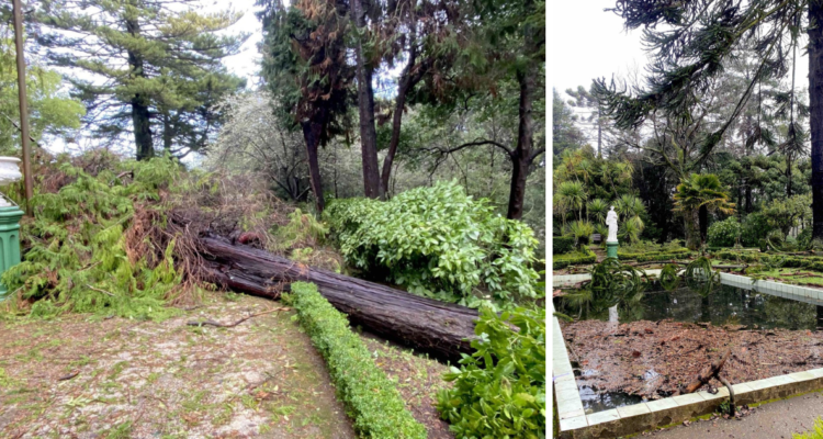 Árboles nativos con daños en Parque Isidora Cousiño