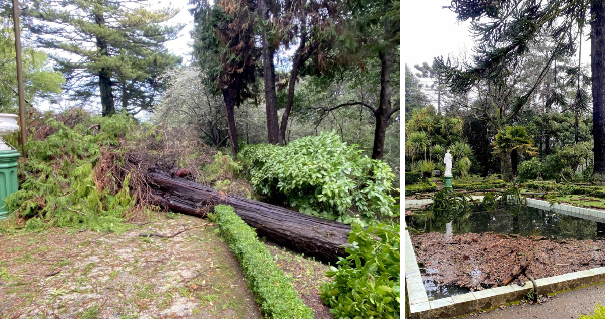 Árboles nativos con daños en Parque Isidora Cousiño