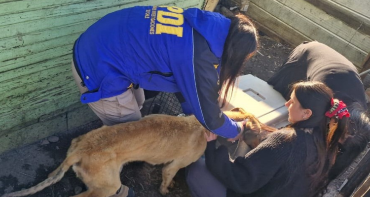 PDI rescata a dos perros galgos tras denuncia de maltrato animal en Coyhaique