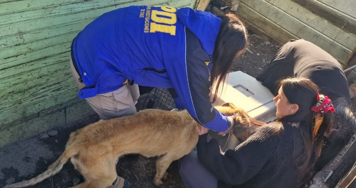 PDI rescata a dos perros galgos tras denuncia de maltrato animal en Coyhaique