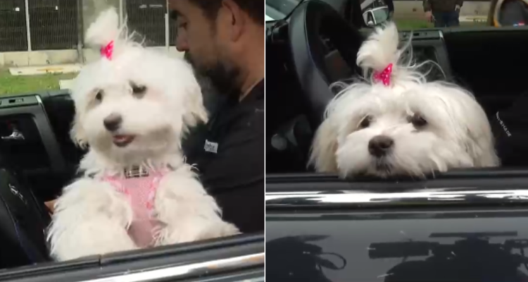Perrito en auto fiscalizado