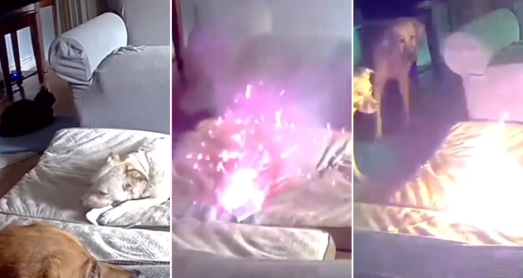 Perro mordía batería de litio