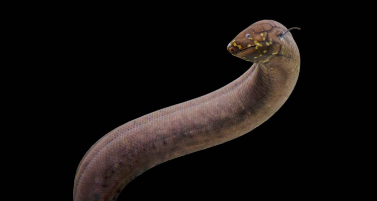 El pez pulmonado, con órganos como pulmones y capaz de respirar fuera del agua, aporta claves sobre la evolución de la vida hacia la tierra.