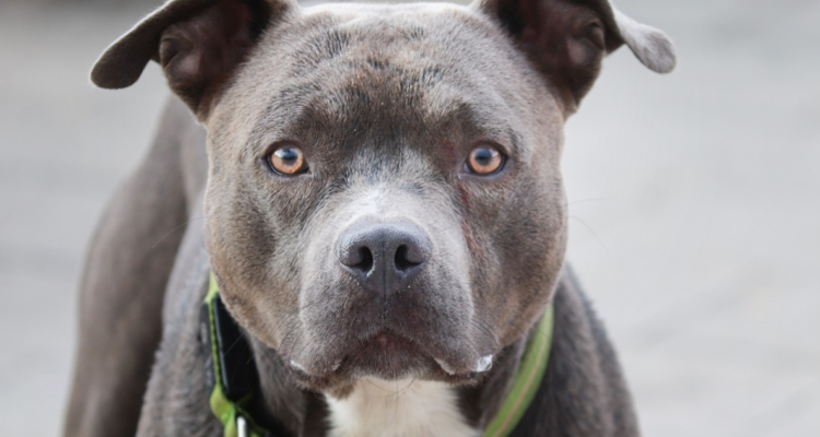 pitbulls atacan a hombre en santa juana