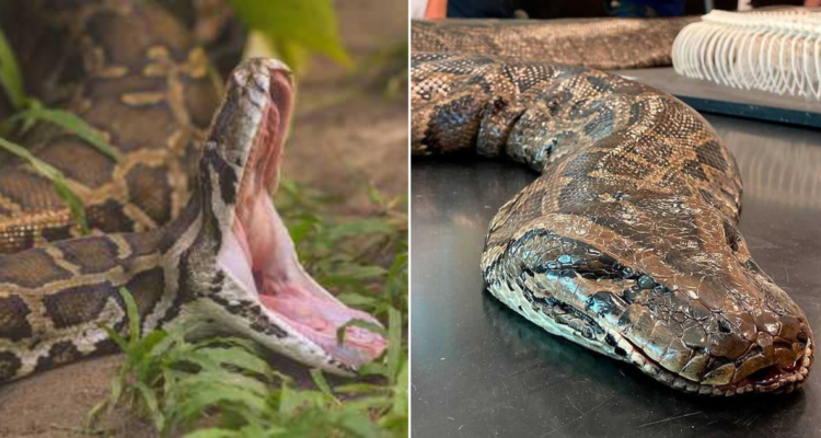 Pitón mata a anciana en Indonesia