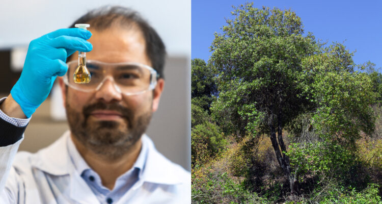 Cómo Chile está mejorando el mundo con la extracción de toneladas de quillay, pero sin dañar bosques