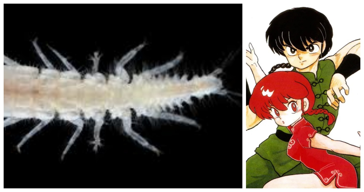 Científicos japoneses bautizaron a una nueva especie de crustáceo hermafrodita como ‘Apseudes ranma’, en honor al personaje de animé.