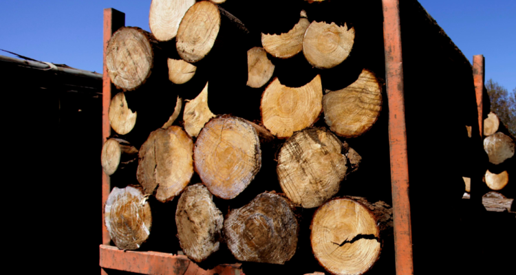 robo de madera pitrufquen