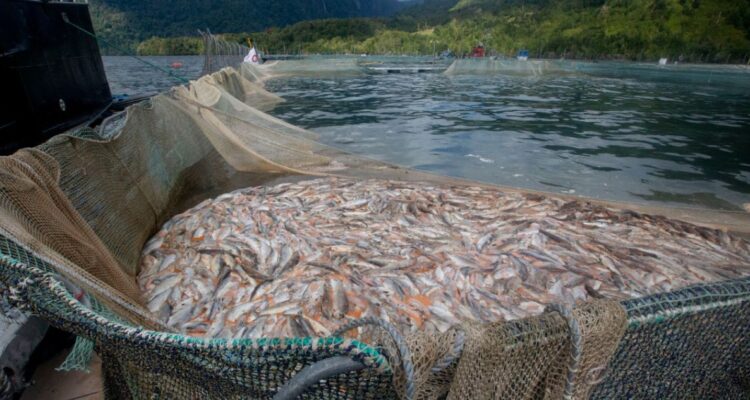 Salmoneras: Contraloría detecta falta de fiscalización de Sernapesca que impide término de concesiones