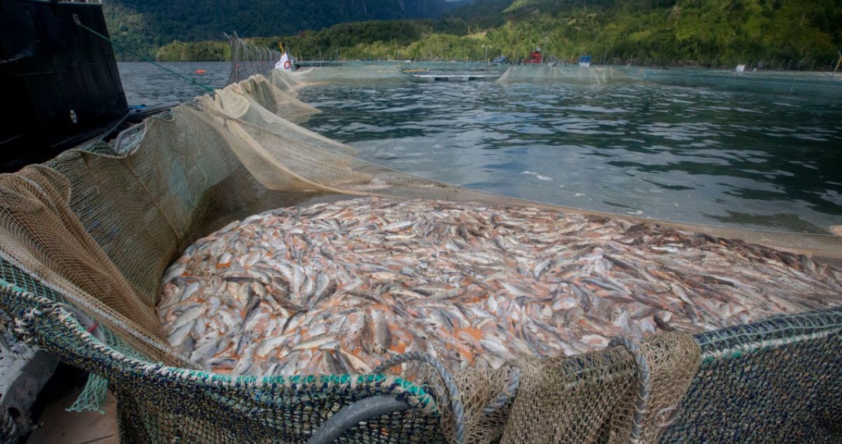 Salmoneras: Contraloría detecta falta de fiscalización de Sernapesca que impide término de concesiones