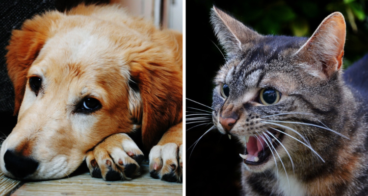 Si notas que tu mascota se está comportando extraño, se esconde o se vuelve más agresivo, ¿cómo identificar si es estrés u alguna otra patología?.