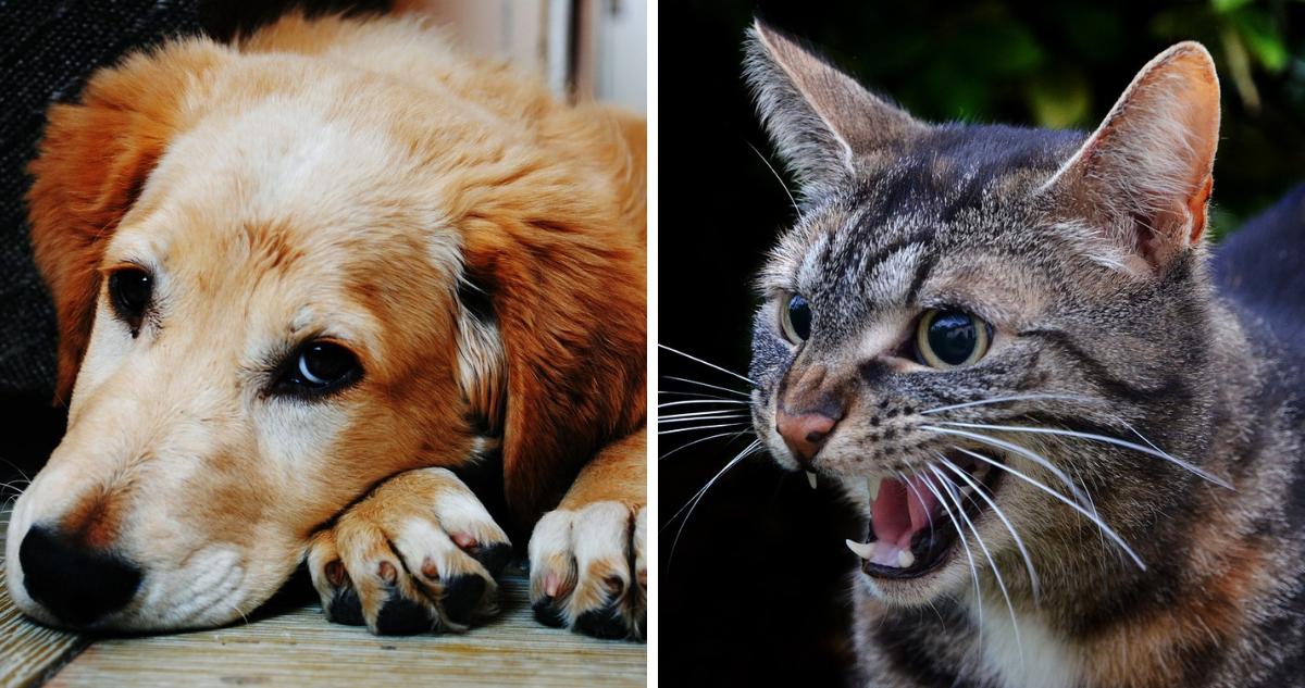 Si notas que tu mascota se está comportando extraño, se esconde o se vuelve más agresivo, ¿cómo identificar si es estrés u alguna otra patología?.