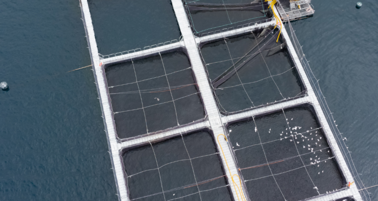 Imagen de salmonera por concesiones acuícolas con posible causal de caducidad detectadas por Sernapesca