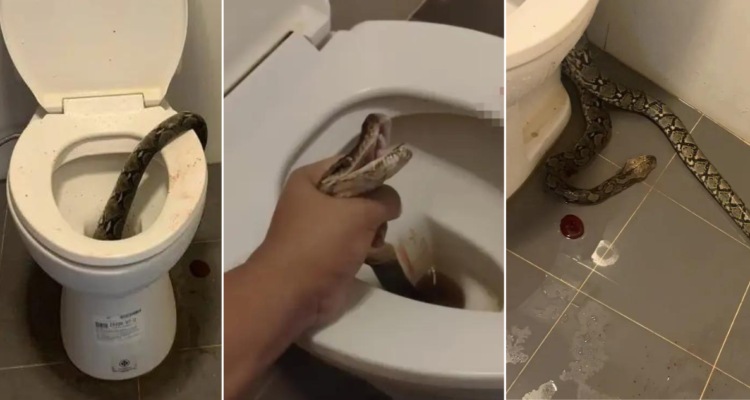 Hombre es mordido en los testículos por una serpiente de 3 metros que salió del WC en Tailandia