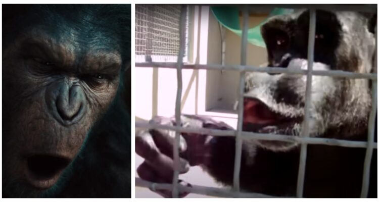 Un equipo de especialistas reavivó el debate sobre la capacidad de los simios para hablar tras estudiar videos en que chimpancés dicen “mamá”.