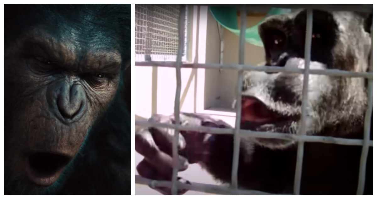 Un equipo de especialistas reavivó el debate sobre la capacidad de los simios para hablar tras estudiar videos en que chimpancés dicen “mamá”.