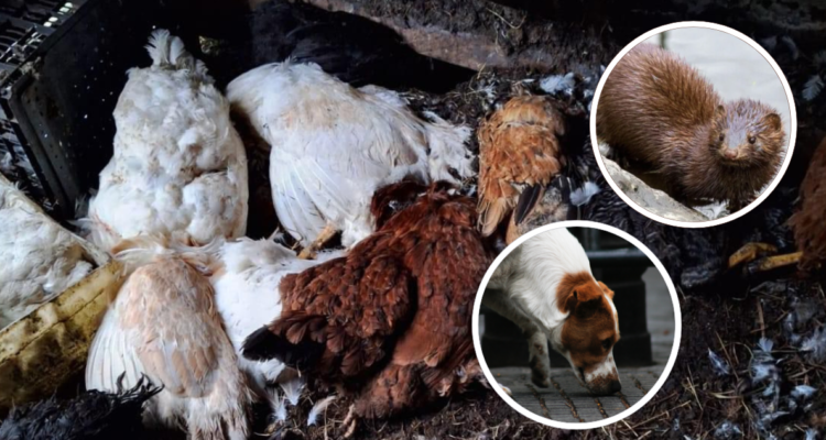 Ataque de visón y jauría de perros